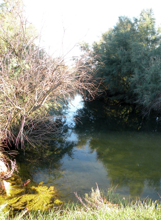 Crostacei dalle Saline di Cervia